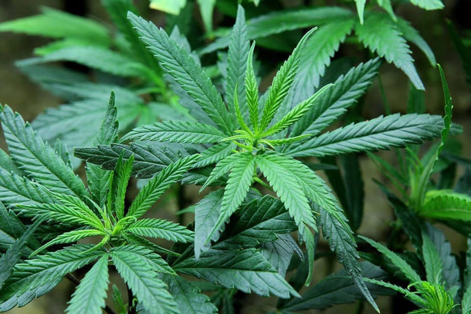 Anvisa fará consultas públicas sobre regulamentação da Cannabis medicinal