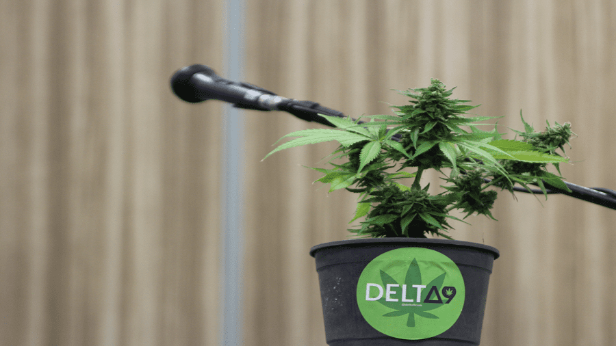 Fórum Delta9 discutirá legalização e regulamentação da maconha em Natal