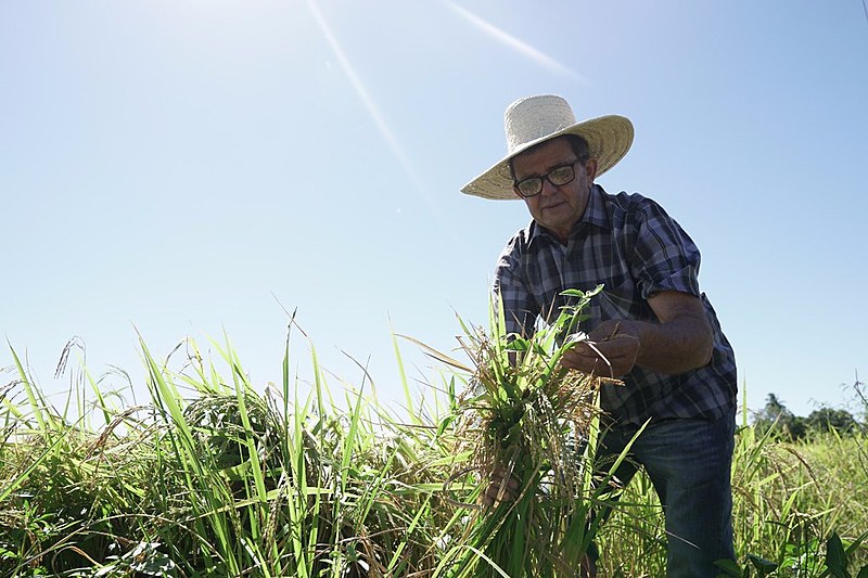 Apodi produz 95% do arroz vermelho consumido no RN e vira alternativa para potiguares
