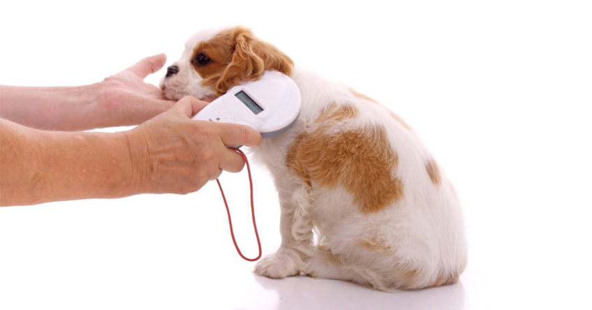 Implante de microchip em cães e gatos será obrigatório para comercialização no RN