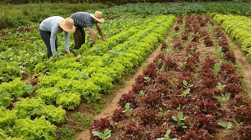 Produtos da agricultura familiar terão selo para estimular comércio e consumo no RN