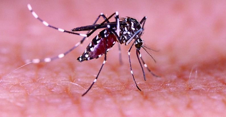 Casos de dengue crescem 818% no RN