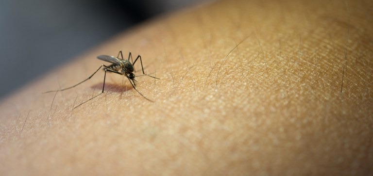 Casos de dengue no RN saltam de 806 para mais de 11 mil no período de um ano