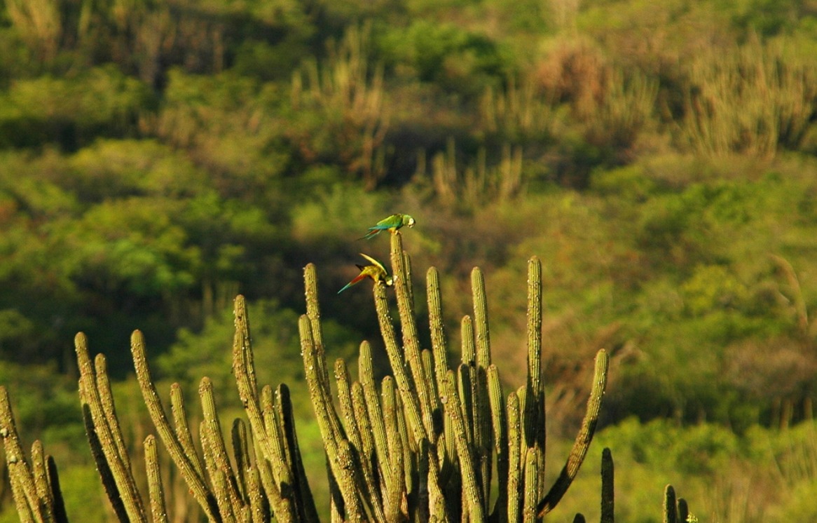 Idema quer criar 1ª Unidade de Conservação no RN para proteção de aves silvestres presentes na Caatinga