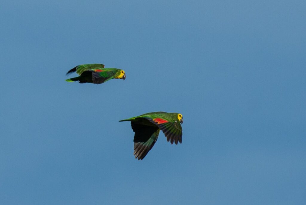 aves silvestres, caatinga, idema Foto: Jorge Dantas