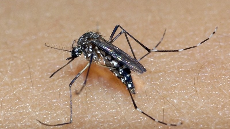 RN tem nova alta de casos suspeitos de dengue e especialistas alertam população