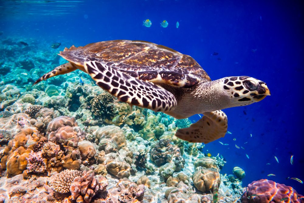 Grandes empreendimentos em Pipa são risco para tartarugas ameaçadas de extinção, alerta especialista