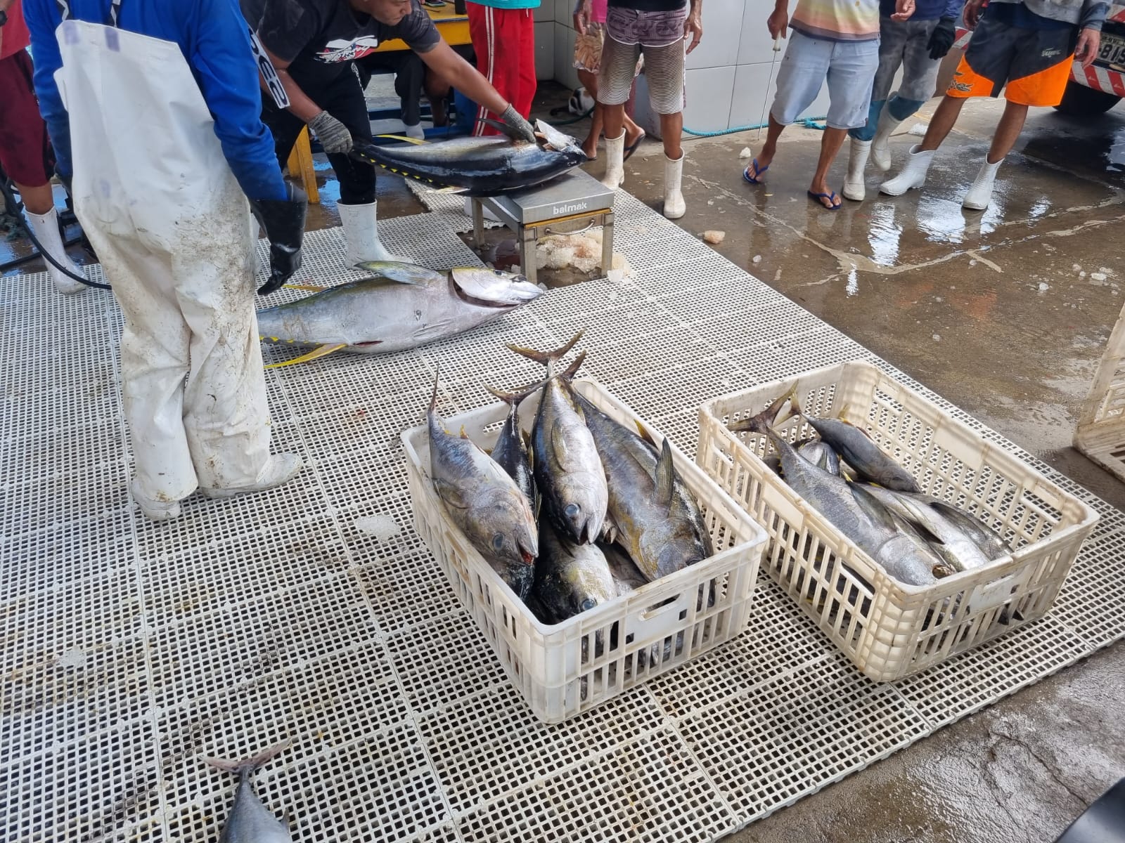 Maior produtor de atum do RN não leva pescado à mesa areia-branquense
