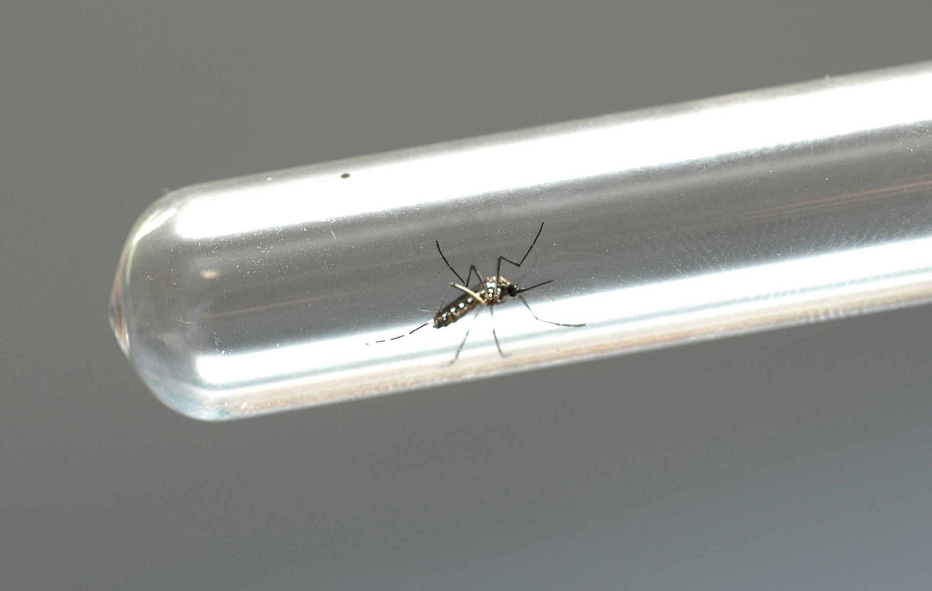 Sesap alerta para aumento expressivo de casos de dengue no RN