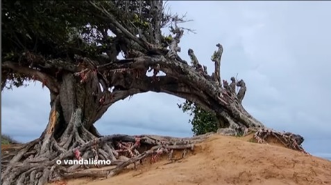 Árvore do Amor é alvo de vandalismo e tem raízes cortadas no RN