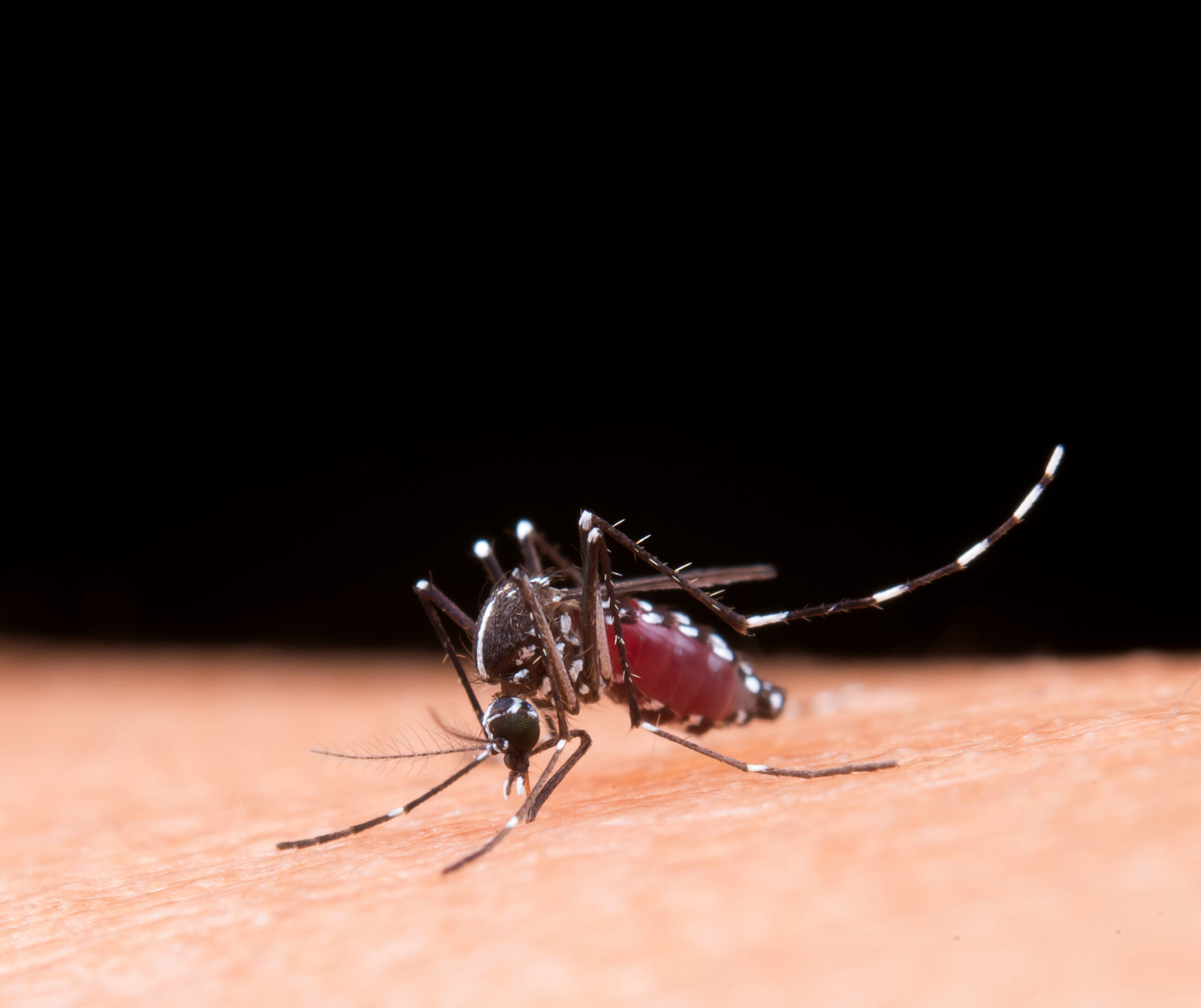 Dengue: RN ultrapassa mil casos prováveis em 2024 e inicia vacinação 