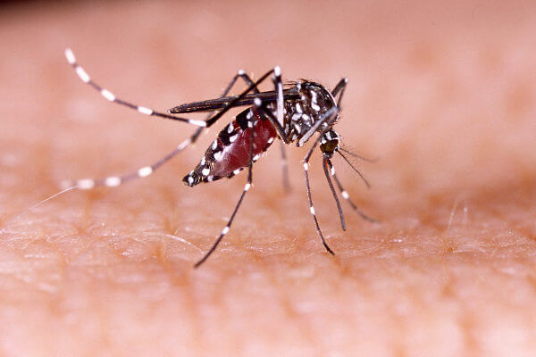 RN confirma primeira morte por dengue no estado em 2024