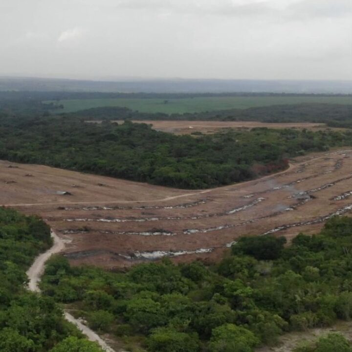 Canavieiros desmatam ilegalmente área ocupada por indígenas no RN