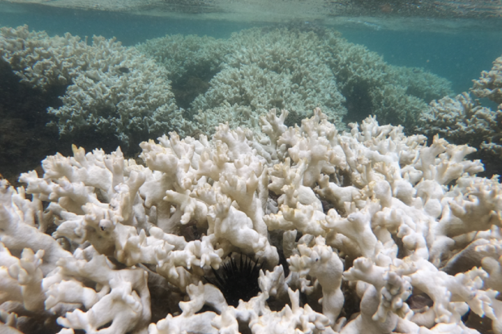 O que é branqueamento de corais e porque isso preocupa?