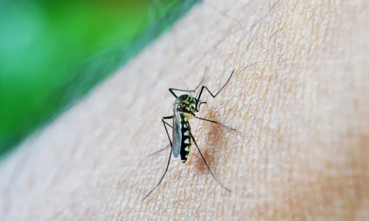 Casos notificados de dengue no RN em 2024 são maiores que todo 2023