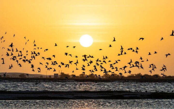 Bacia Potiguar é reconhecida como área de preservação de aves migratórias